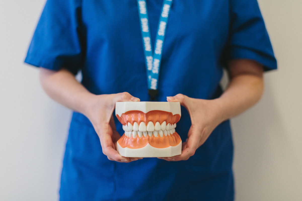 A dental nurse is holding a 3D model of teeth