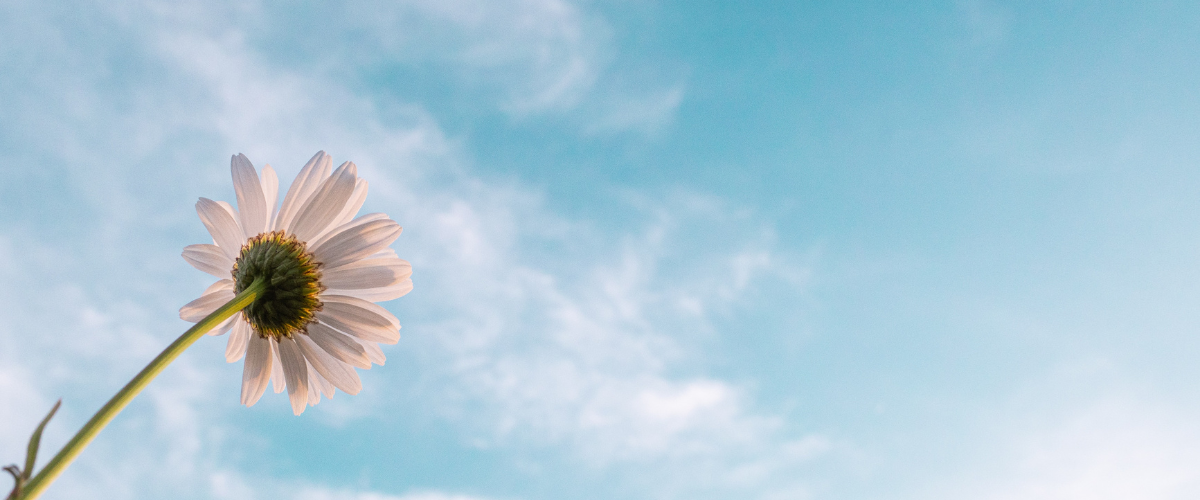 Flower and sky