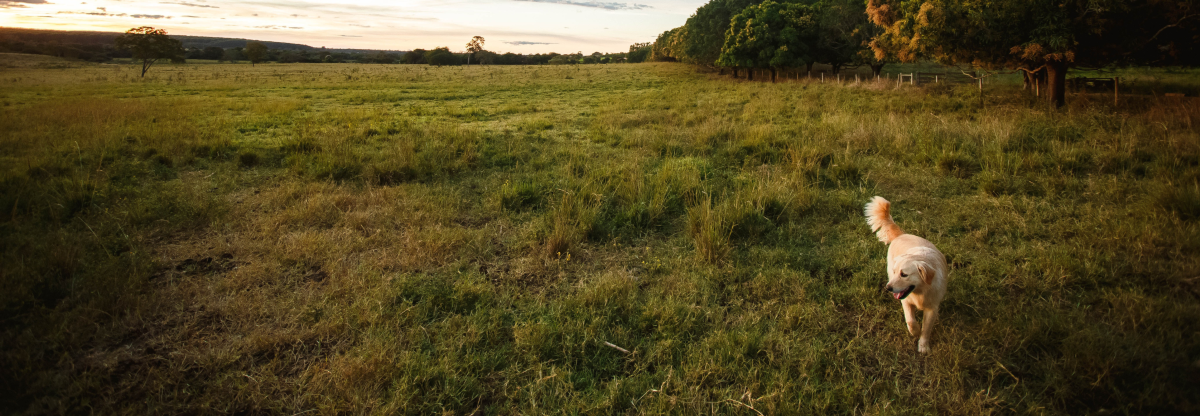 A dog looks happy in an open green space.