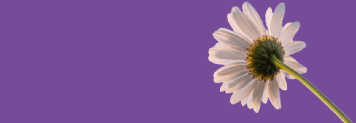 view of a daisy against a purple background