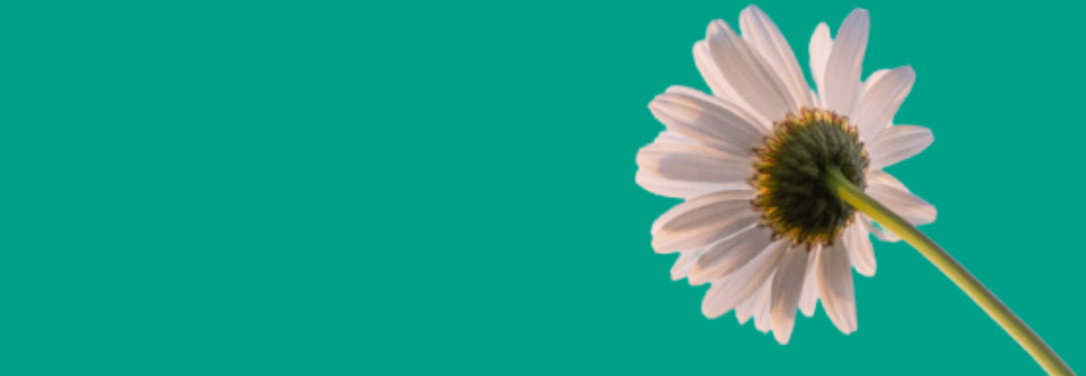 A cutout image of a daisy against a green background