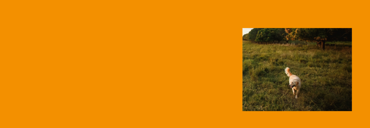 A photograph of a dog in a field against an orange background